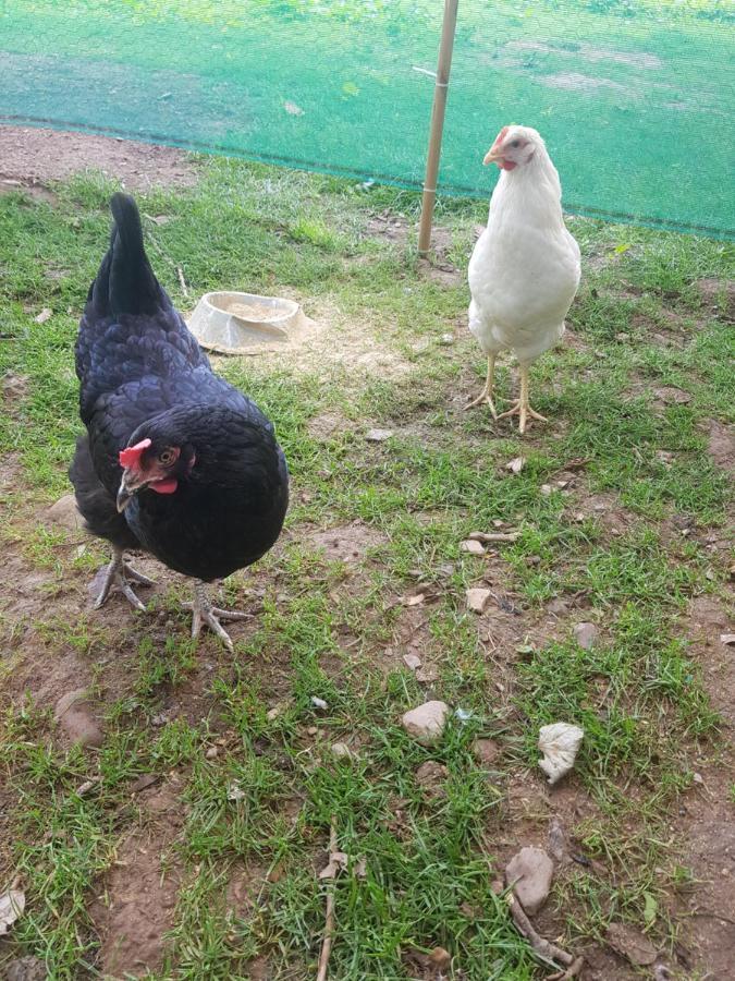 Shadow River Farm Anascaul 외부 사진